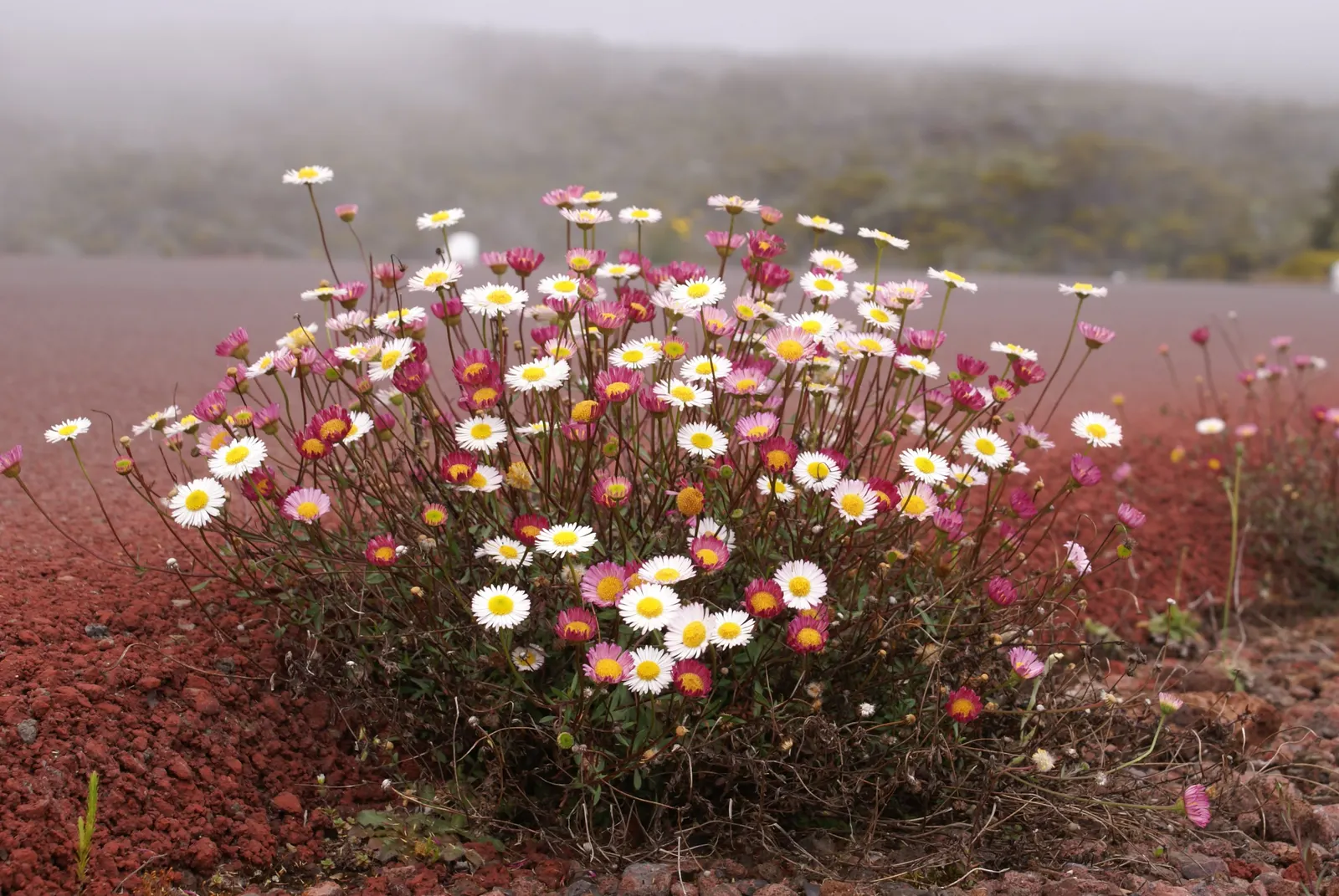Santa Barbara Daisy, Mexican Daisy (Erigeron Karvinskianus) — is a charming and versatile perennial that brings a delicate yet robust presence to, image 37
