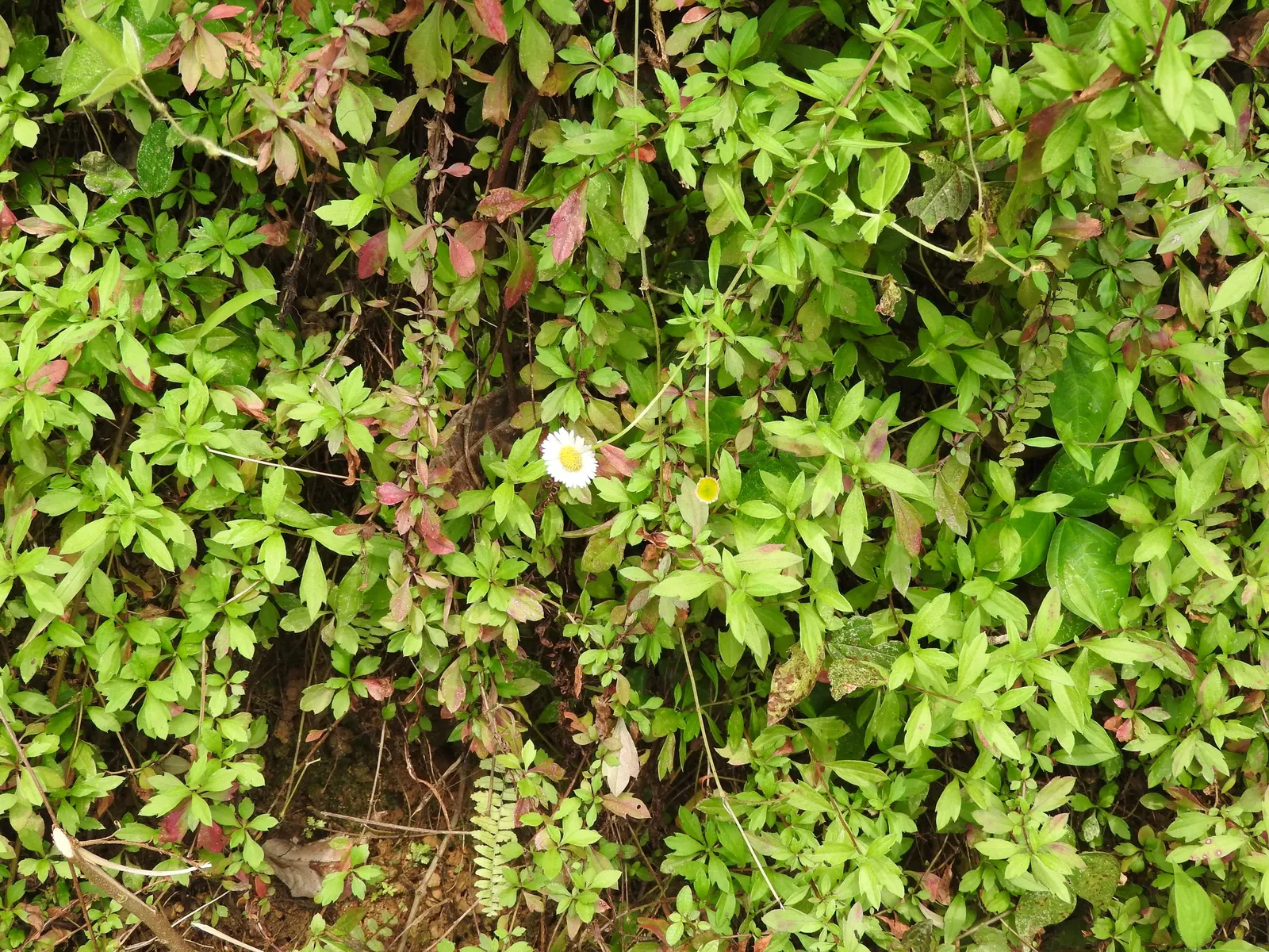 Santa Barbara Daisy, Mexican Daisy (Erigeron Karvinskianus) — This groundcover is drought-tolerant once established and enjoys full sun to partial, image 32