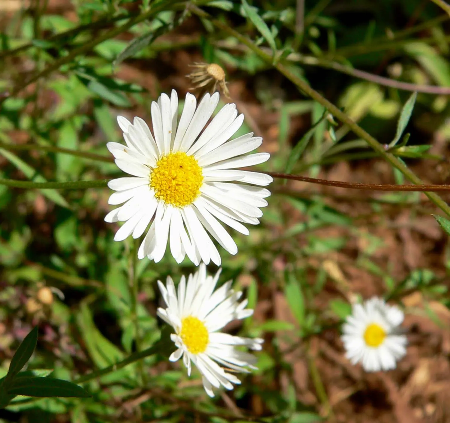 Santa Barbara Daisy, Mexican Daisy (Erigeron Karvinskianus) — though not strictly necessary as this plant will readily self-seed; ensuring that, image 76