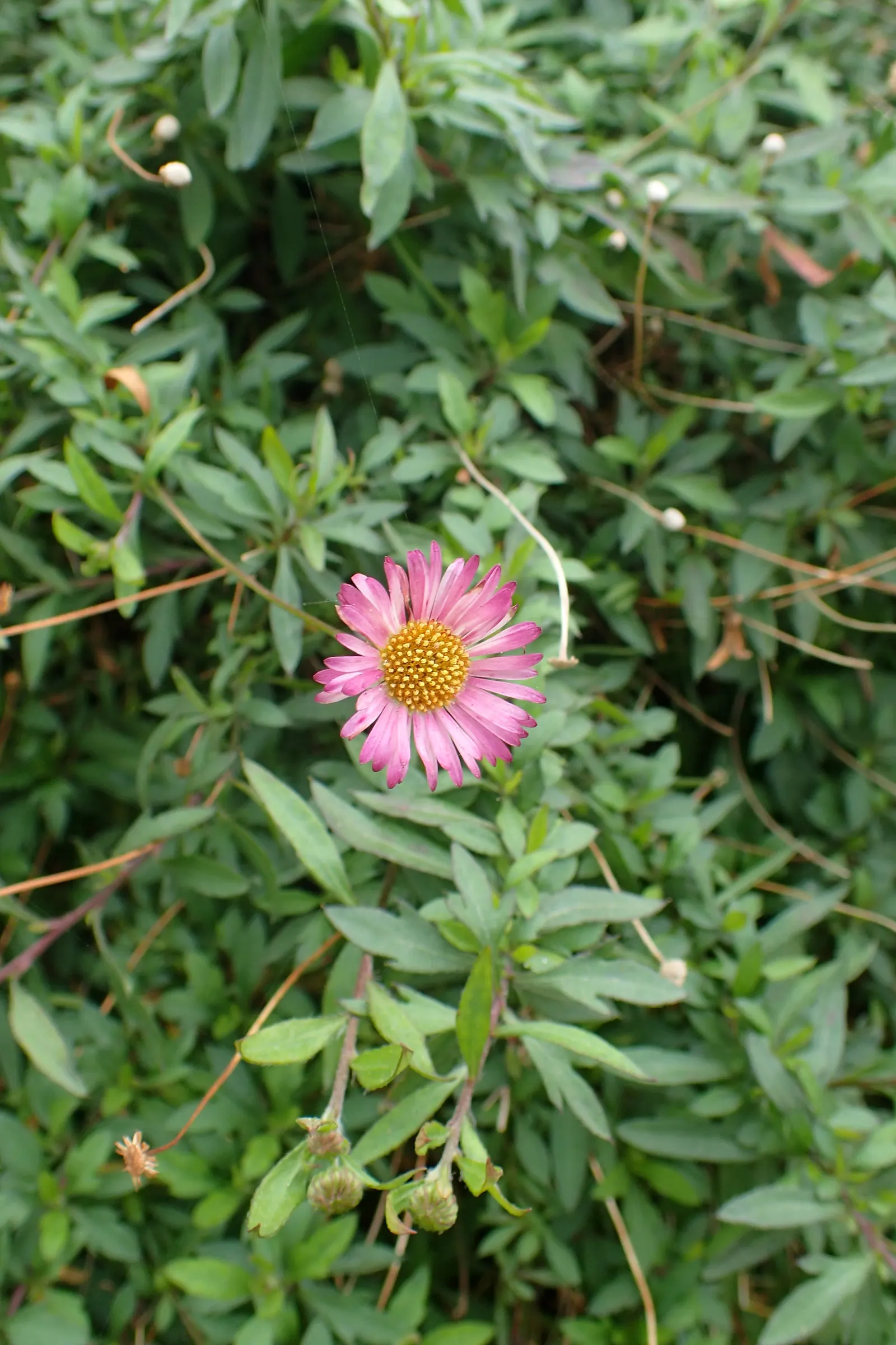 Santa Barbara Daisy, Mexican Daisy (Erigeron Karvinskianus) — is a charming and versatile perennial that brings a delicate yet robust presence to, image 65