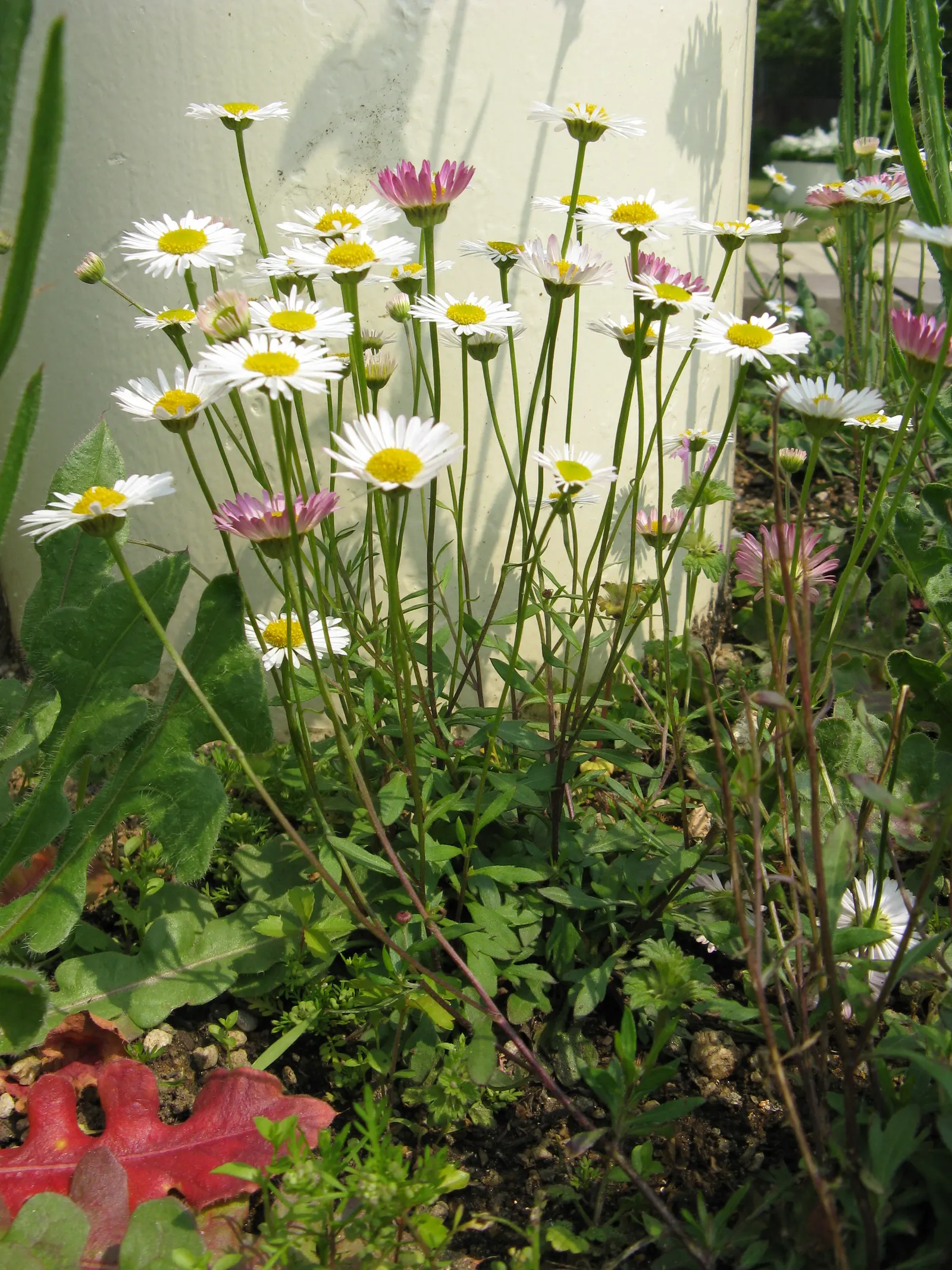 Santa Barbara Daisy, Mexican Daisy (Erigeron Karvinskianus) — Its persistent bloom from spring through fall provides long-lasting color and interest