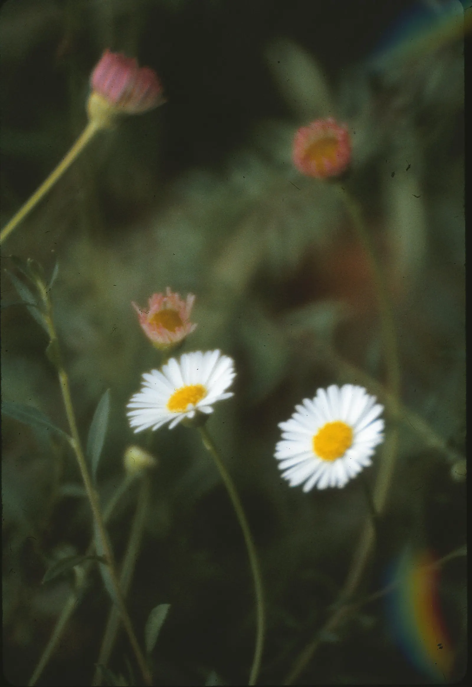 Santa Barbara Daisy, Mexican Daisy (Erigeron Karvinskianus) — commonly referred to as the Santa Barbara Daisy or Mexican Daisy; ensuring that clients will