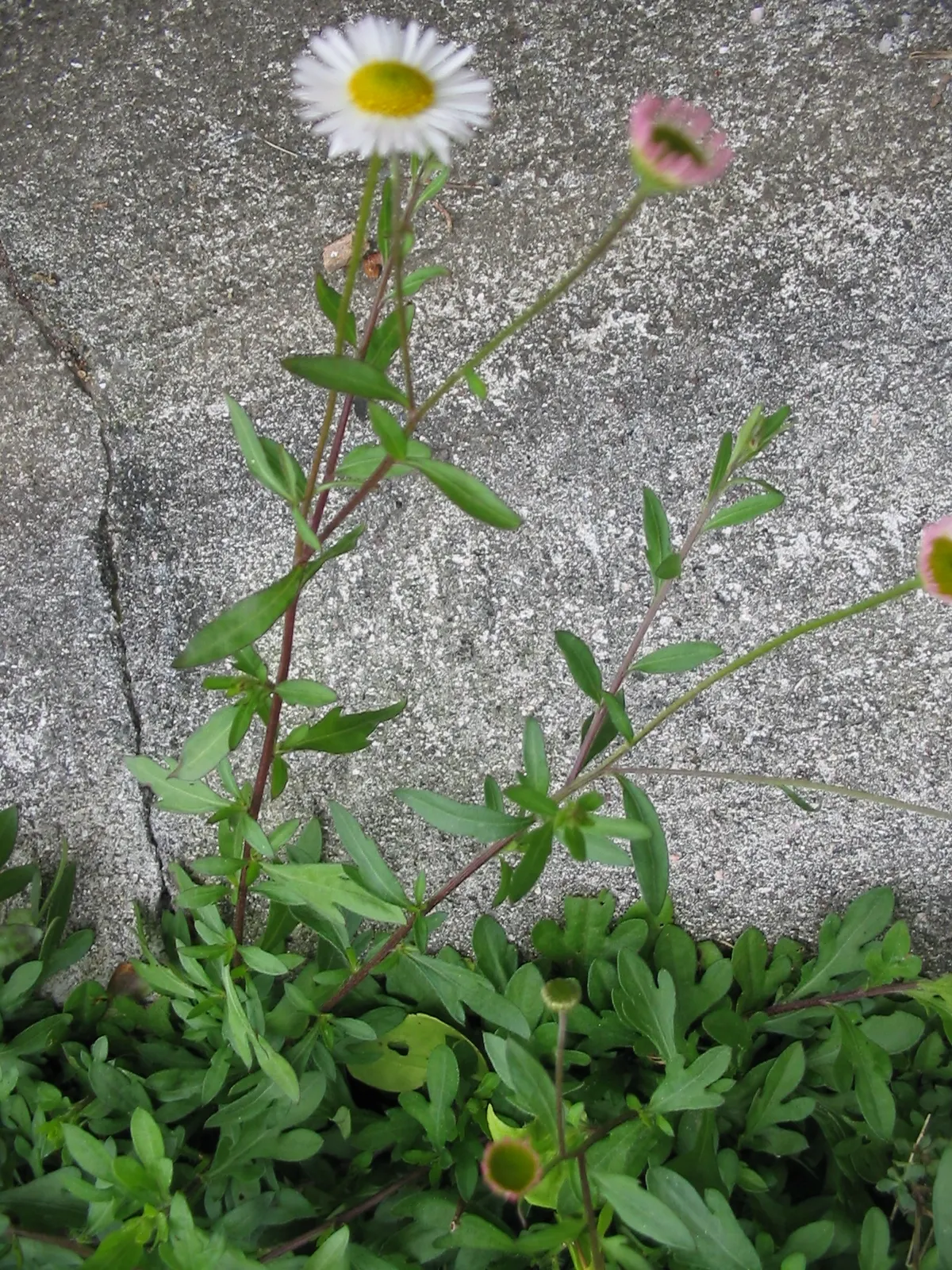 Santa Barbara Daisy, Mexican Daisy (Erigeron Karvinskianus) — it blooms from spring to frost; adorned with narrow white petals that gradually fade, image 62