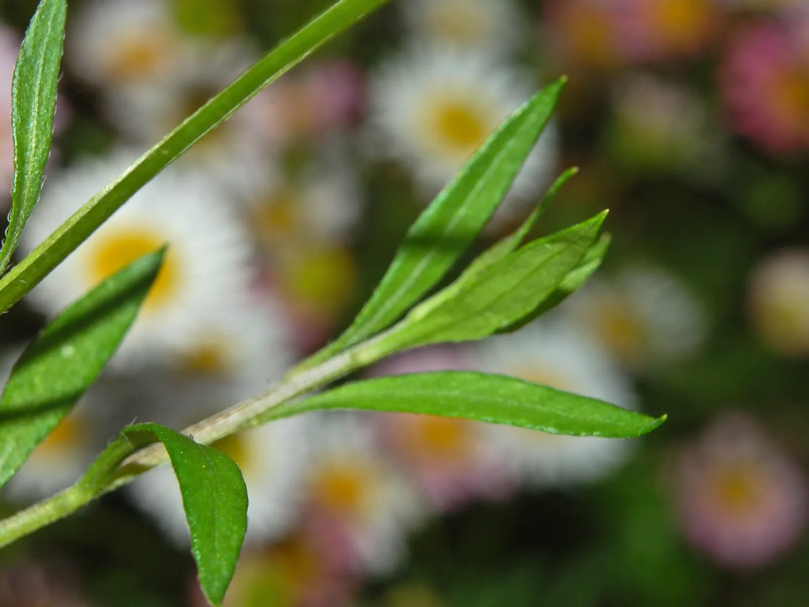 Santa Barbara Daisy, Mexican Daisy (Erigeron Karvinskianus) — multi-colored and pink and white flowers in the garden