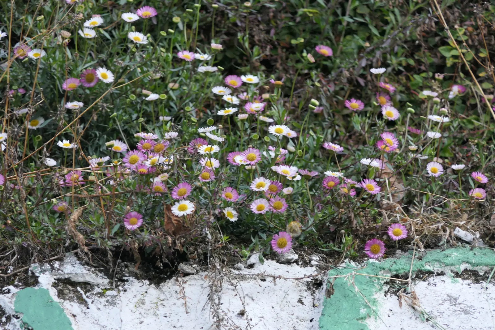 Santa Barbara Daisy, Mexican Daisy (Erigeron Karvinskianus) — each flower is a miniature spectacle; ensuring that clients will enjoy a lively and, image 68
