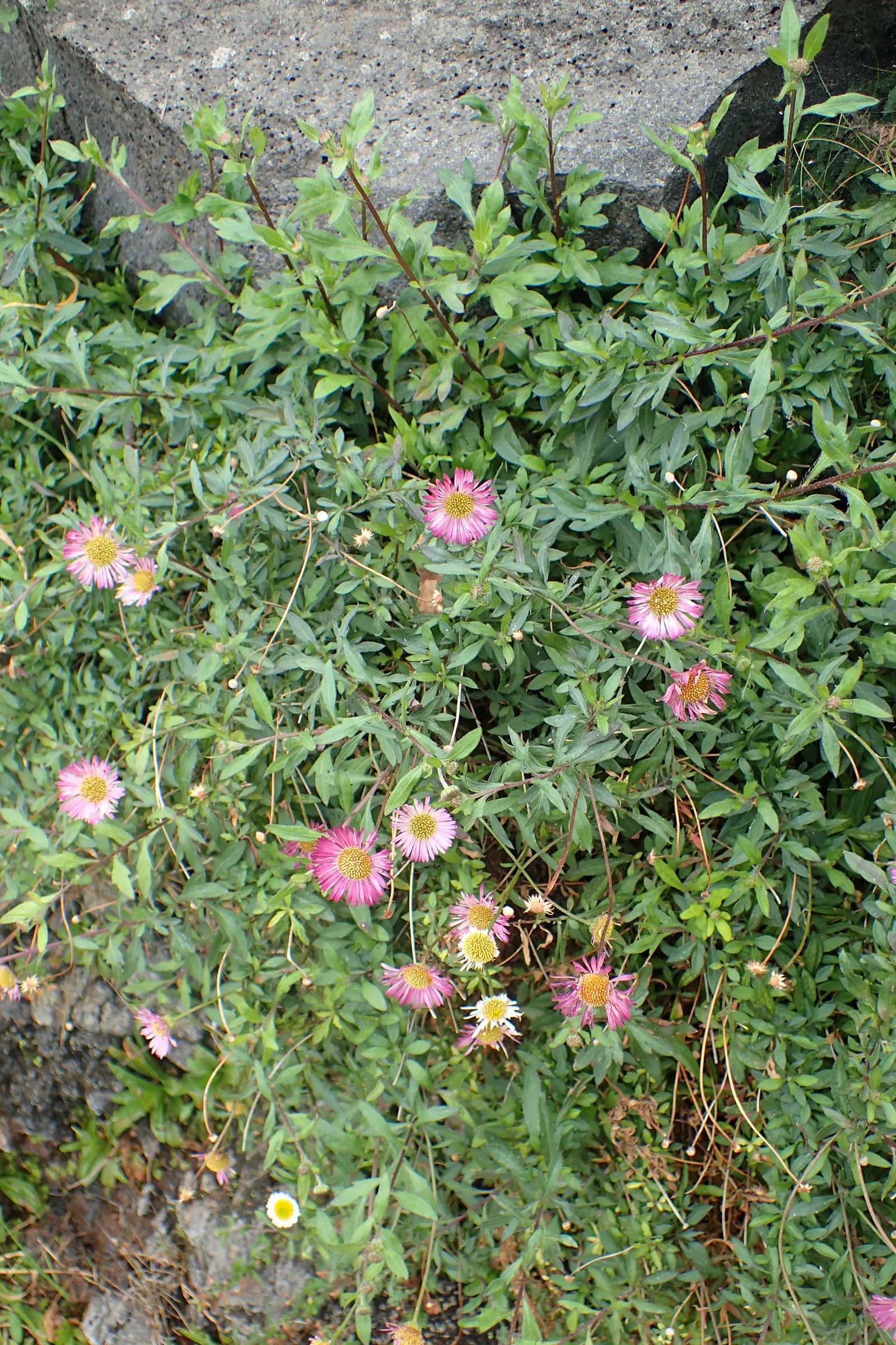 Santa Barbara Daisy, Mexican Daisy (Erigeron Karvinskianus) — attracting pollinators and providing year-round interest; its spreading habit and, image 63