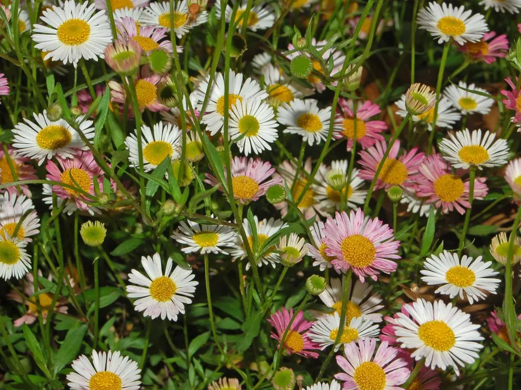 Santa Barbara Daisy, Mexican Daisy (Erigeron Karvinskianus) — Its spreading habit and moderate growth rate make it an ideal groundcover or a, image 74