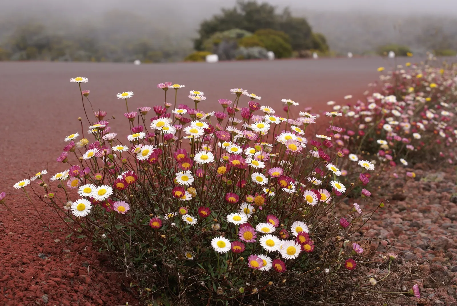 Santa Barbara Daisy, Mexican Daisy (Erigeron Karvinskianus) — is a perennial heralded for its profusion of dainty white to pinkish flowers; adorned with narrow