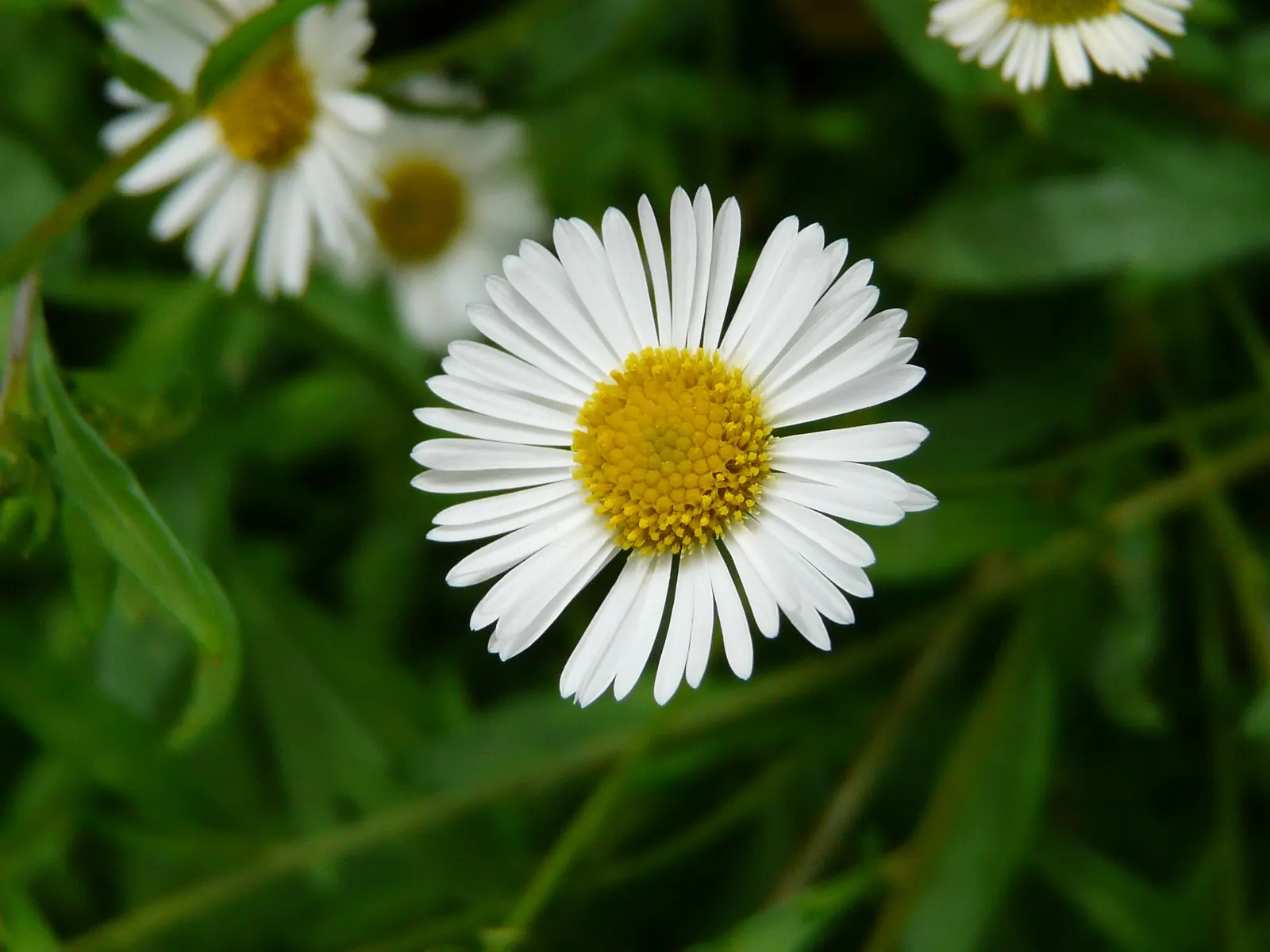 Santa Barbara Daisy, Mexican Daisy (Erigeron Karvinskianus) — measuring just under 1 inch across.<br><br>Resilient and drought-tolerant once established; this