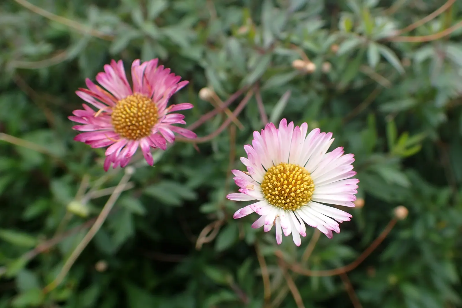 Santa Barbara Daisy, Mexican Daisy (Erigeron Karvinskianus) — This daisy is celebrated for its profuse and seemingly perpetual blooming of small, image 38