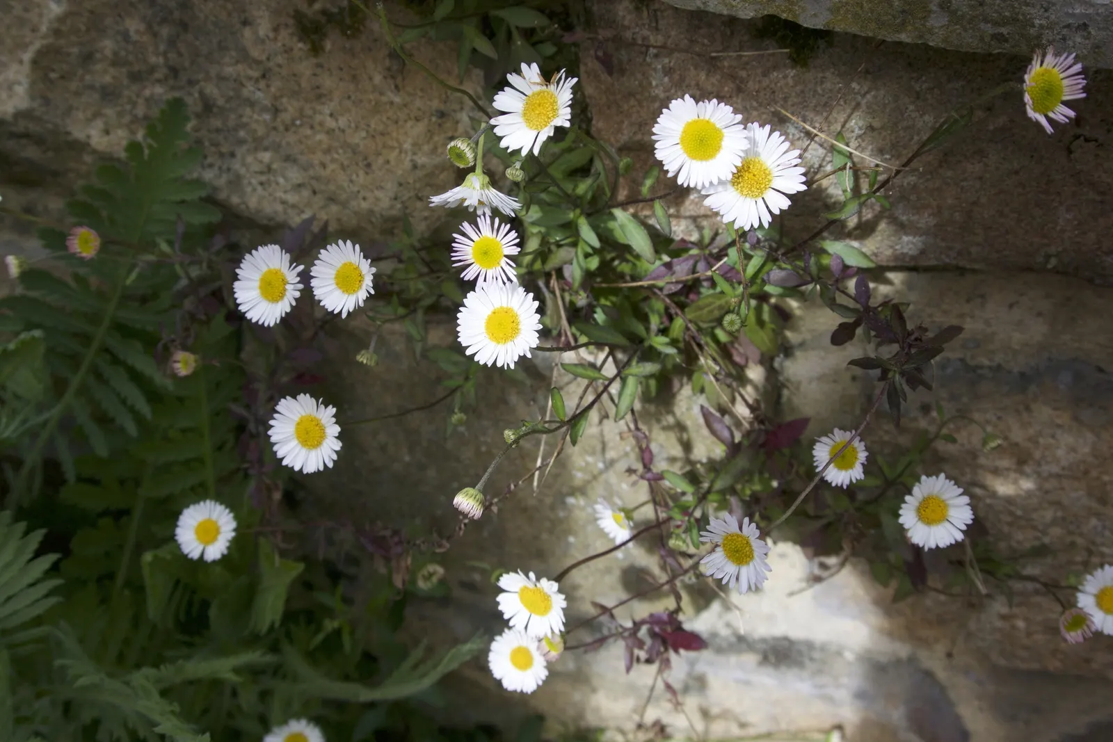Santa Barbara Daisy, Mexican Daisy (Erigeron Karvinskianus) — though not strictly necessary as this plant will readily self-seed; ensuring that clients will