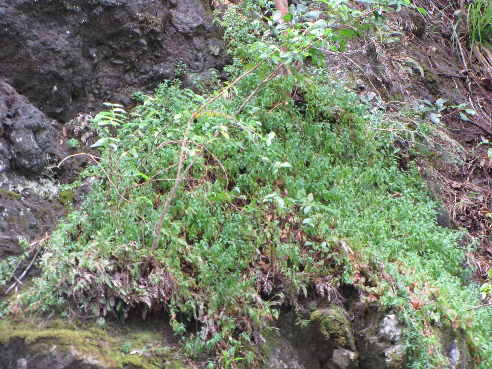 Santa Barbara Daisy, Mexican Daisy (Erigeron Karvinskianus) — Perfect for rock gardens and walls; this groundcover is drought-tolerant once, image 61