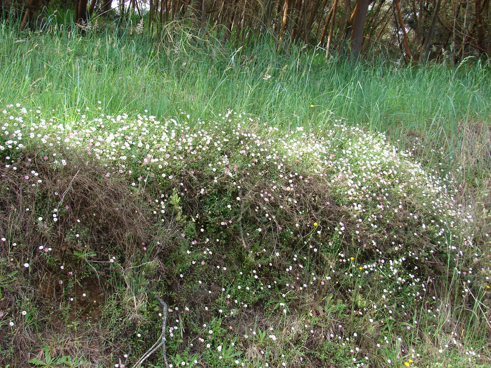 Santa Barbara Daisy, Mexican Daisy (Erigeron Karvinskianus) — Its spreading habit and moderate growth rate make it an ideal groundcover or a graceful addition