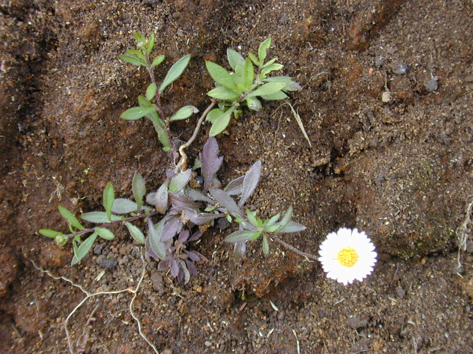 Santa Barbara Daisy, Mexican Daisy (Erigeron Karvinskianus) — Foliage is fine and feathery, creating a softened texture within the garden; adorned with narrow