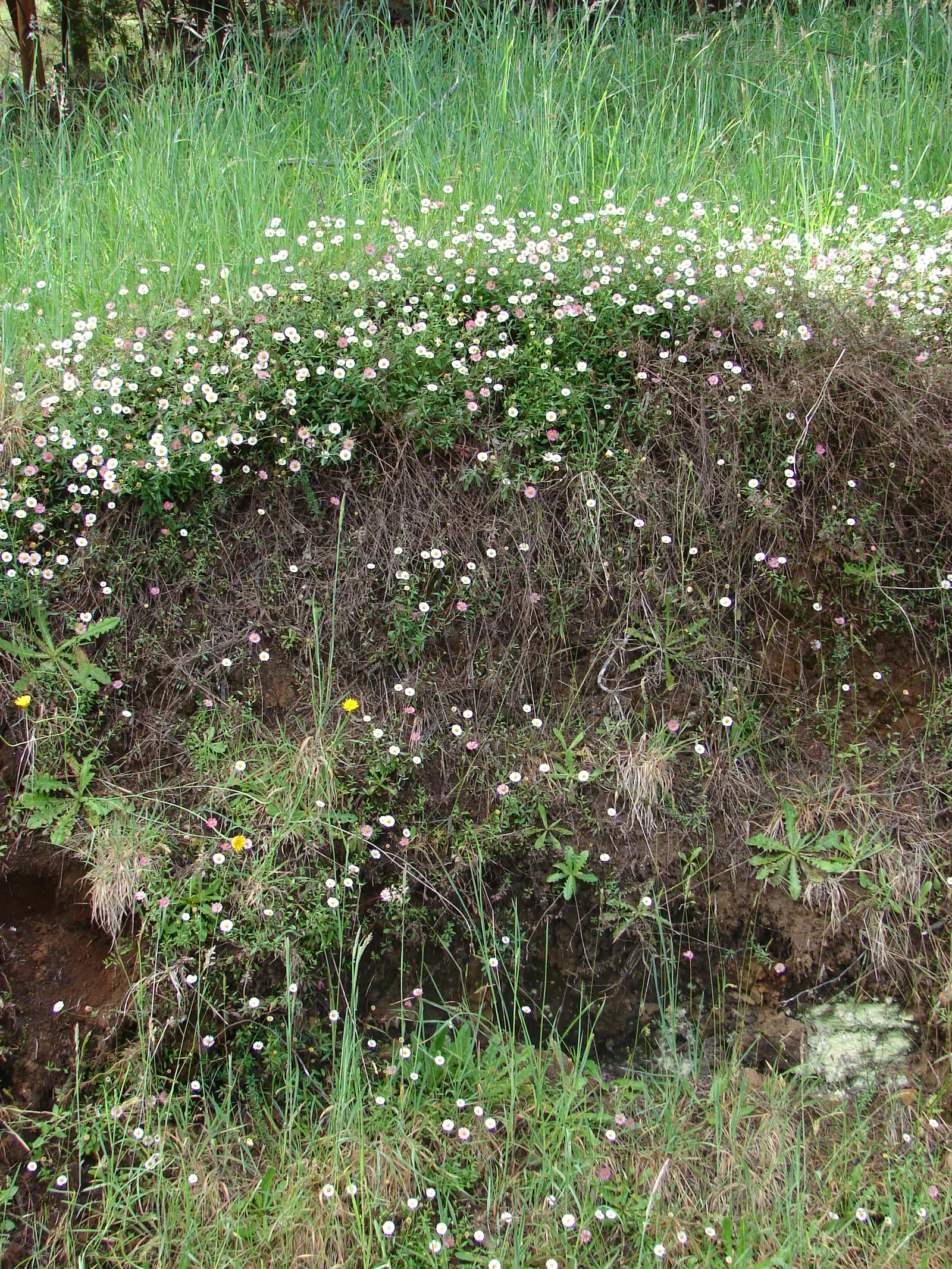 Santa Barbara Daisy, Mexican Daisy (Erigeron Karvinskianus) — Perfect for rock gardens and walls; this groundcover is drought-tolerant once established and
