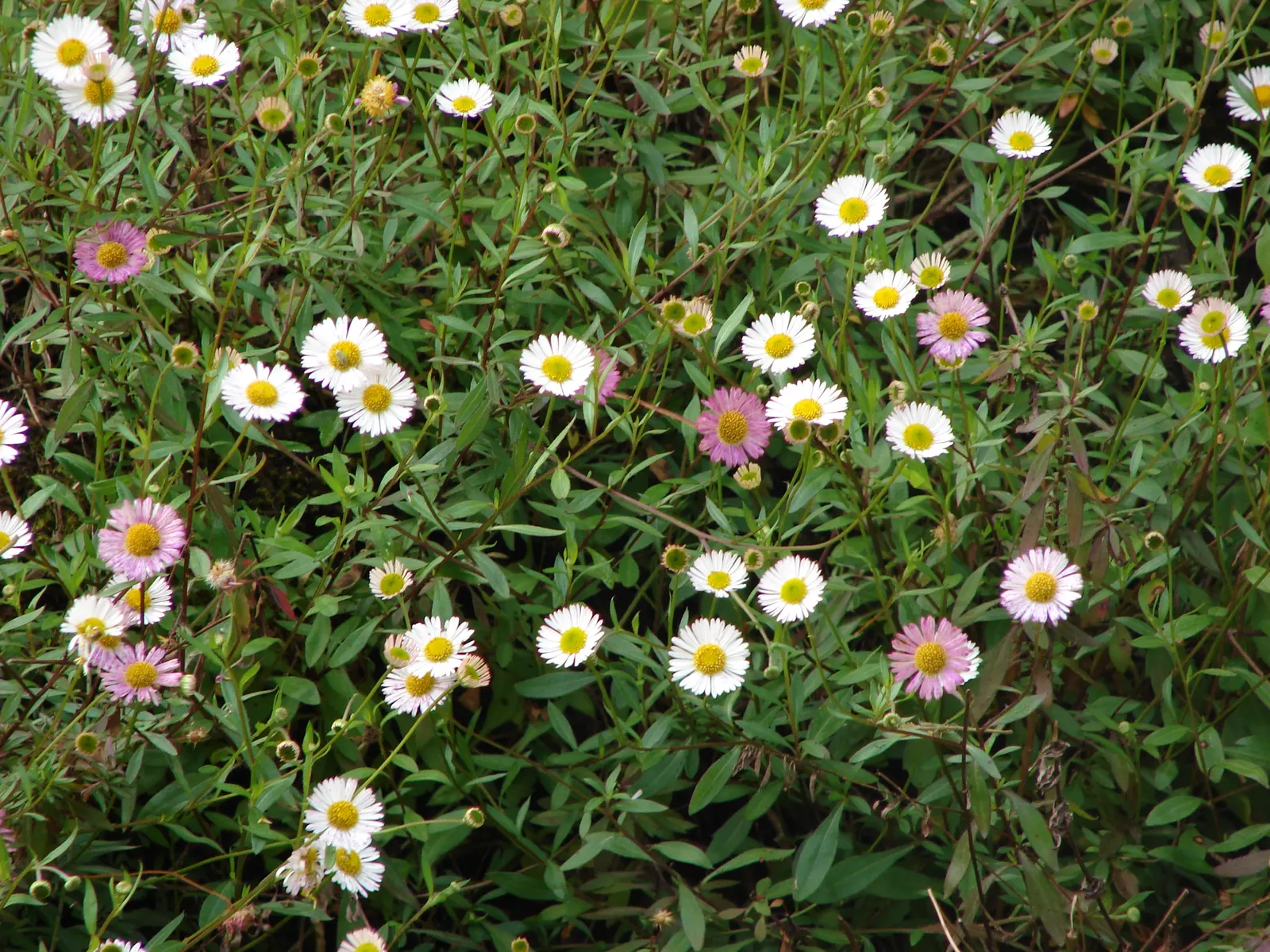 Santa Barbara Daisy, Mexican Daisy (Erigeron Karvinskianus) — ensuring that clients will enjoy a lively and engaging garden throughout the growing season; this