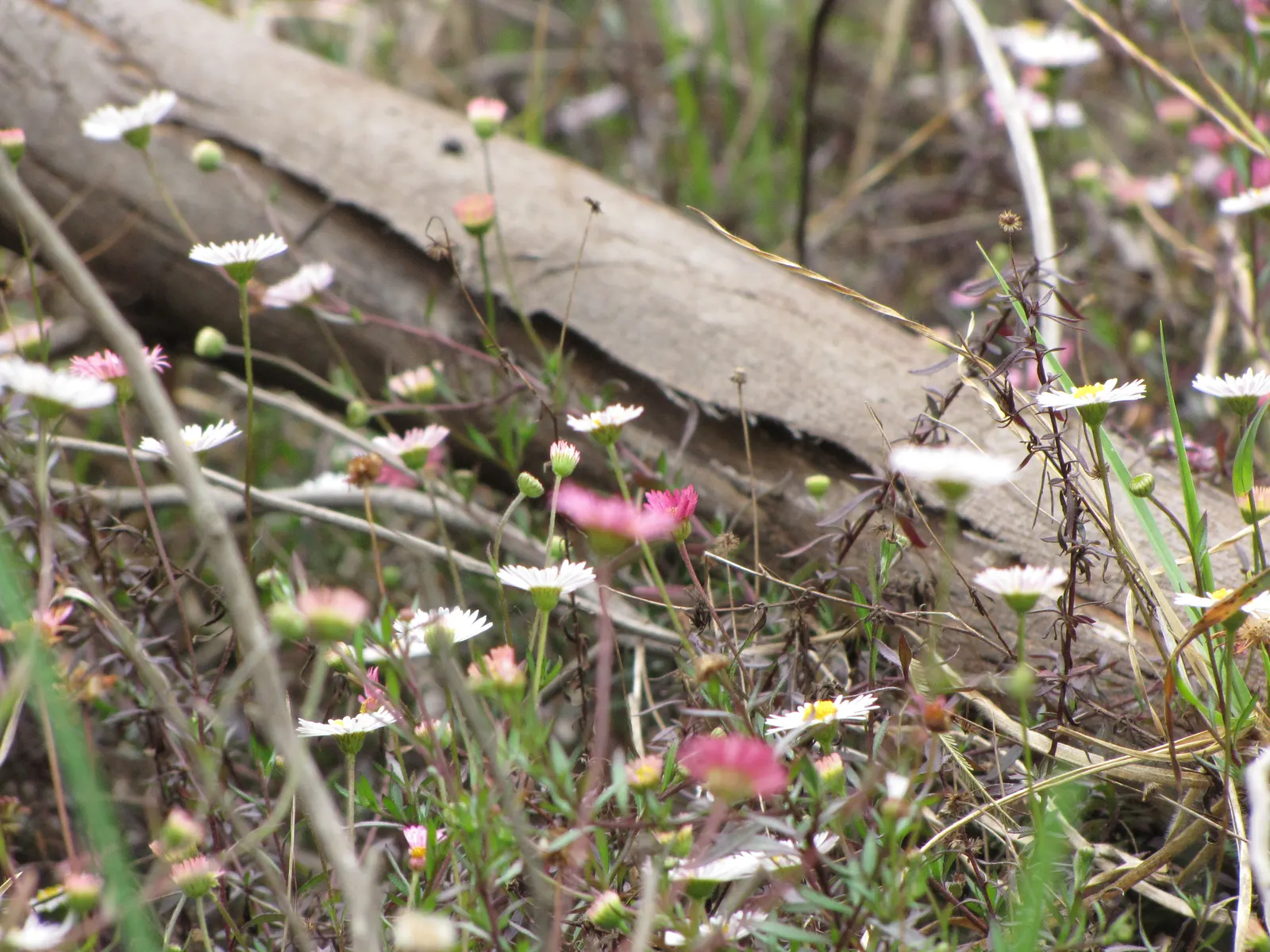 Santa Barbara Daisy, Mexican Daisy (Erigeron Karvinskianus) — filling in gaps with delicate foliage and blossoms