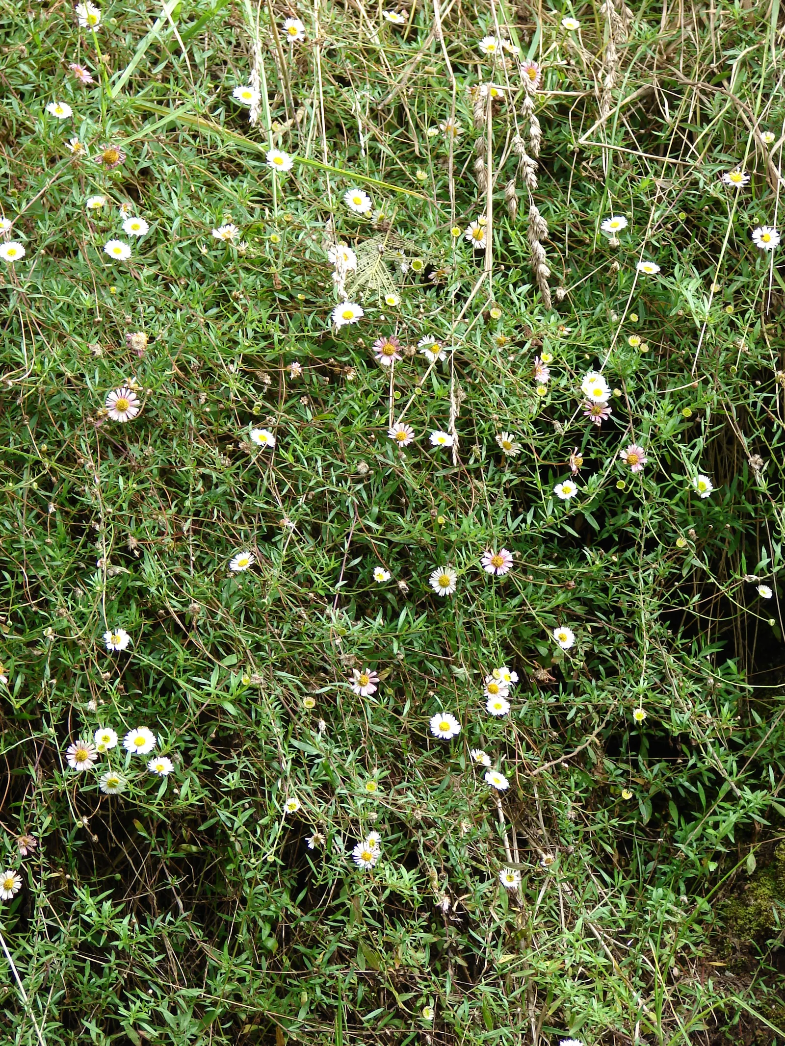 Santa Barbara Daisy, Mexican Daisy (Erigeron Karvinskianus) — requiring only occasional watering once the roots are well-established; its spreading habit and