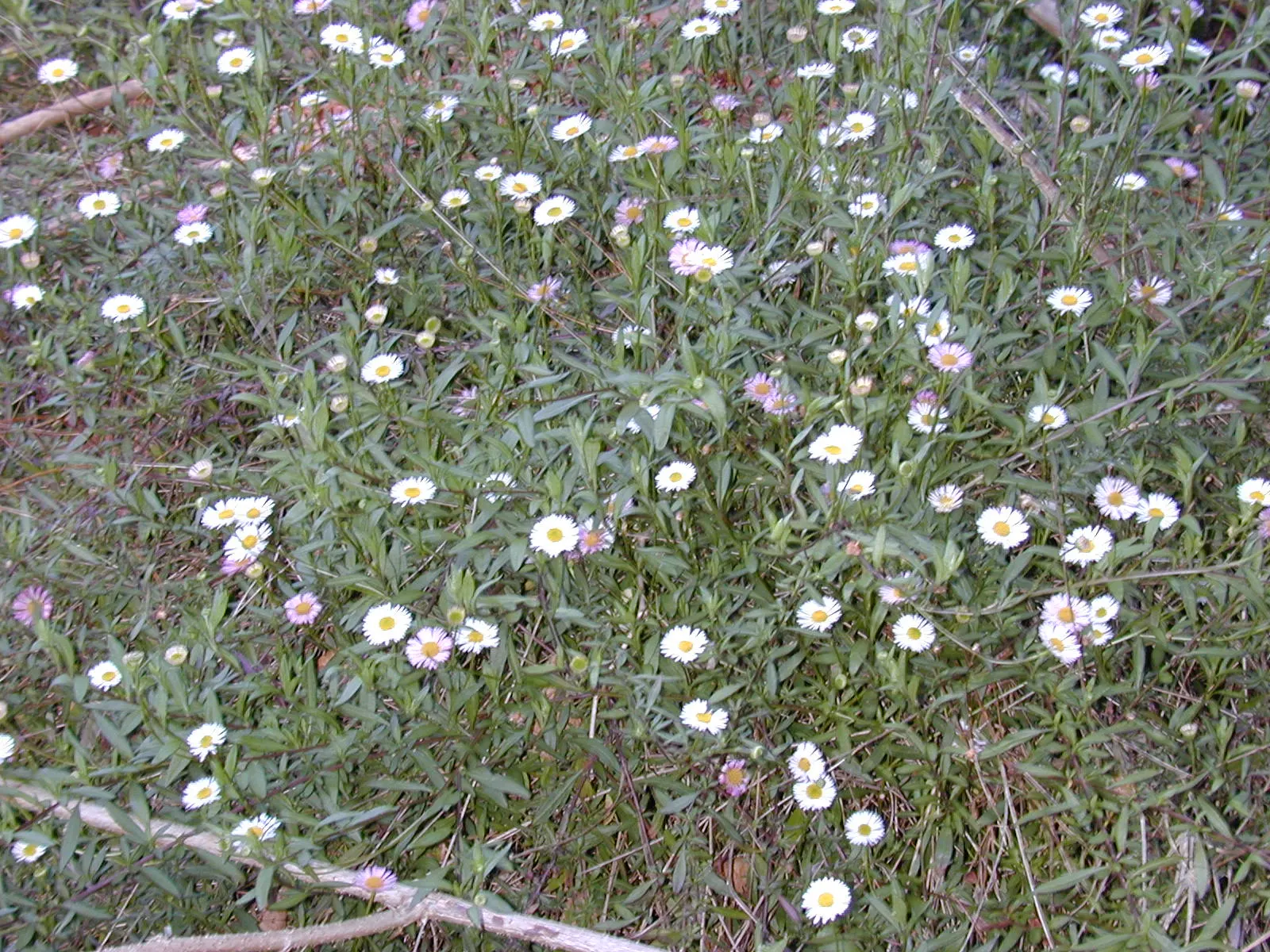 Santa Barbara Daisy, Mexican Daisy (Erigeron Karvinskianus) — multi-colored and pink and white flowers in the garden; adorned with narrow white petals that