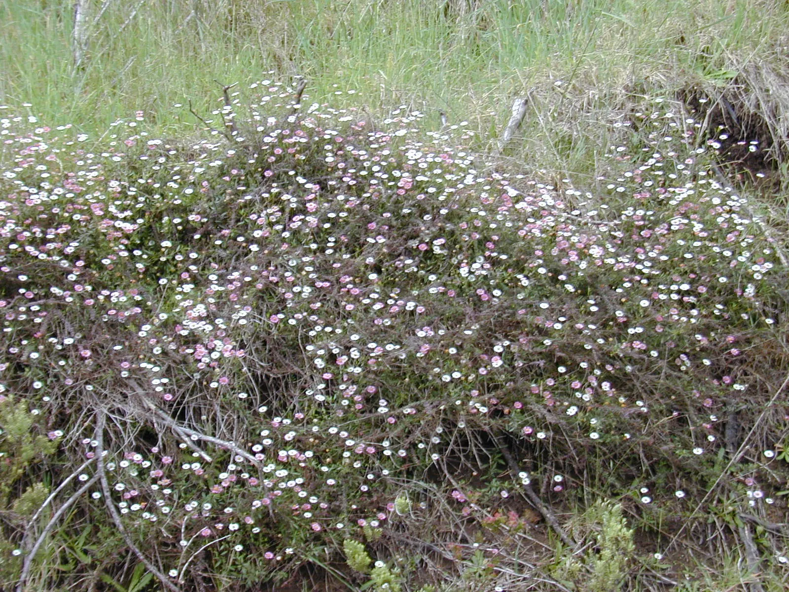 Santa Barbara Daisy, Mexican Daisy (Erigeron Karvinskianus) — Its persistent bloom from spring through fall provides long-lasting color and interest; ensuring