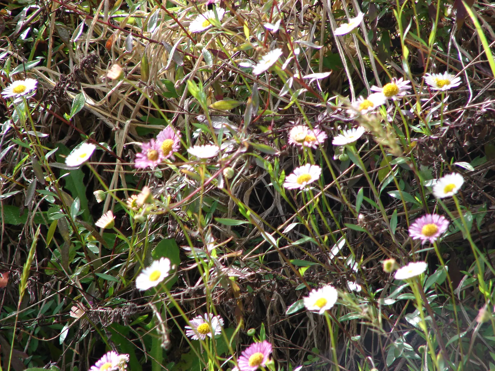 Santa Barbara Daisy, Mexican Daisy (Erigeron Karvinskianus) — and hanging baskets.<br><br>Regular deadheading can promote more abundant flowering, image 75