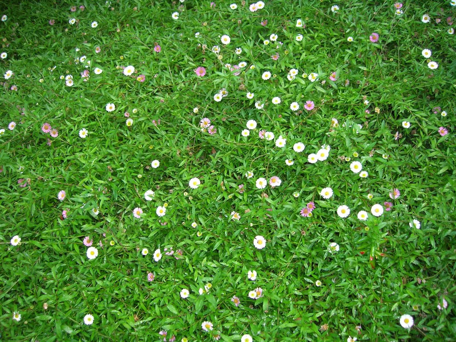 Santa Barbara Daisy, Mexican Daisy (Erigeron Karvinskianus) — Adorned with narrow white petals that gradually fade to a soft pink with age