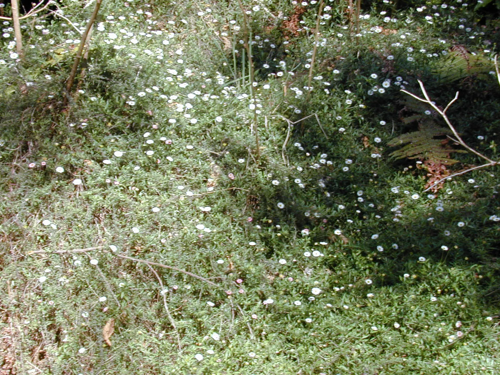 Santa Barbara Daisy, Mexican Daisy (Erigeron Karvinskianus) — Thriving in USDA zones 5-11, it reaches 12-18 inches in height and 18-24 inches in spread
