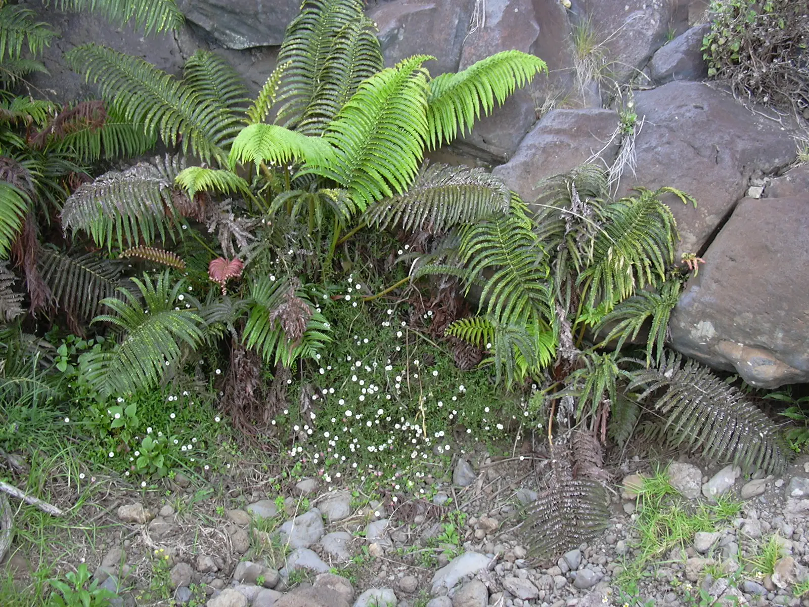 Santa Barbara Daisy, Mexican Daisy (Erigeron Karvinskianus) — reaching a mature height of about 12 to 24 inches