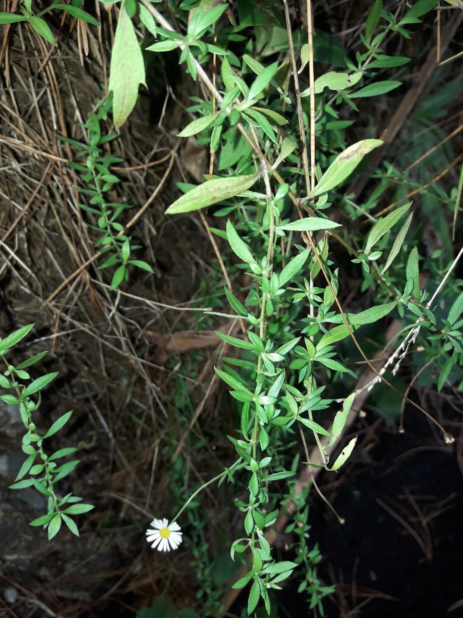 Santa Barbara Daisy, Mexican Daisy (Erigeron Karvinskianus) — attracting pollinators and providing year-round interest