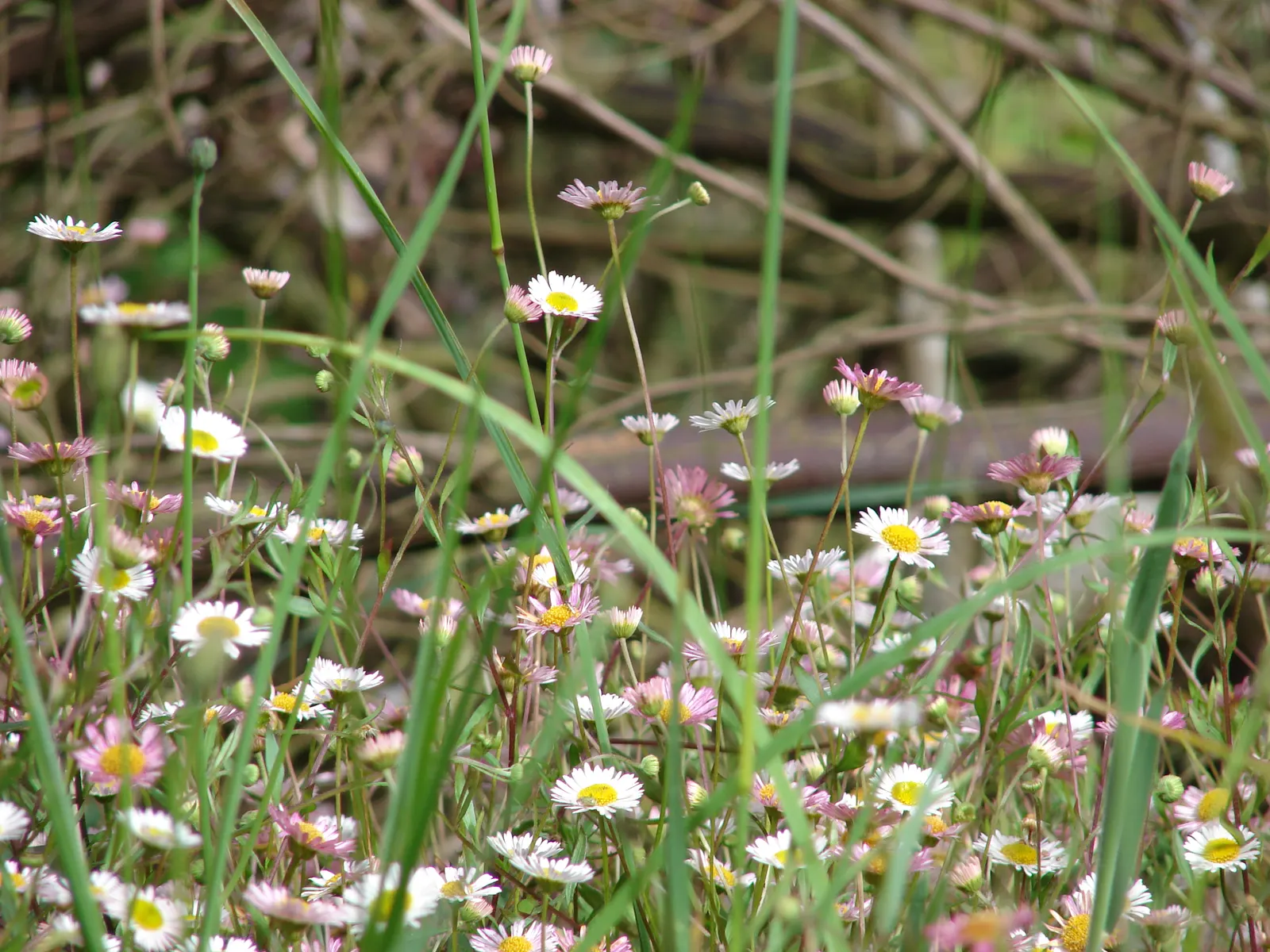 Santa Barbara Daisy, Mexican Daisy (Erigeron Karvinskianus) — with a spread of 18 to 36 inches