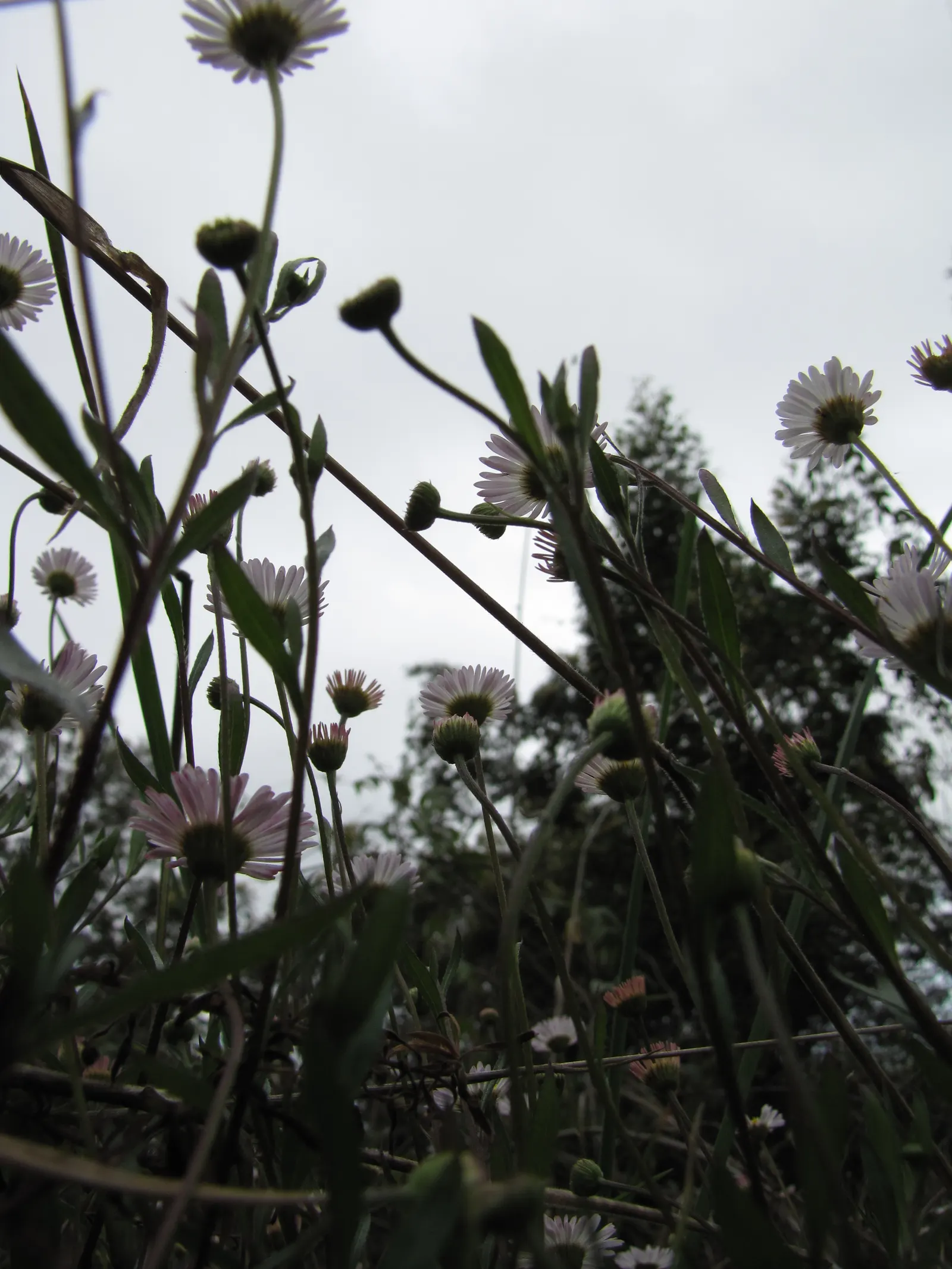 Santa Barbara Daisy, Mexican Daisy (Erigeron Karvinskianus) — reaching a mature height of about 12 to 24 inches; ensuring that clients will enjoy a lively and