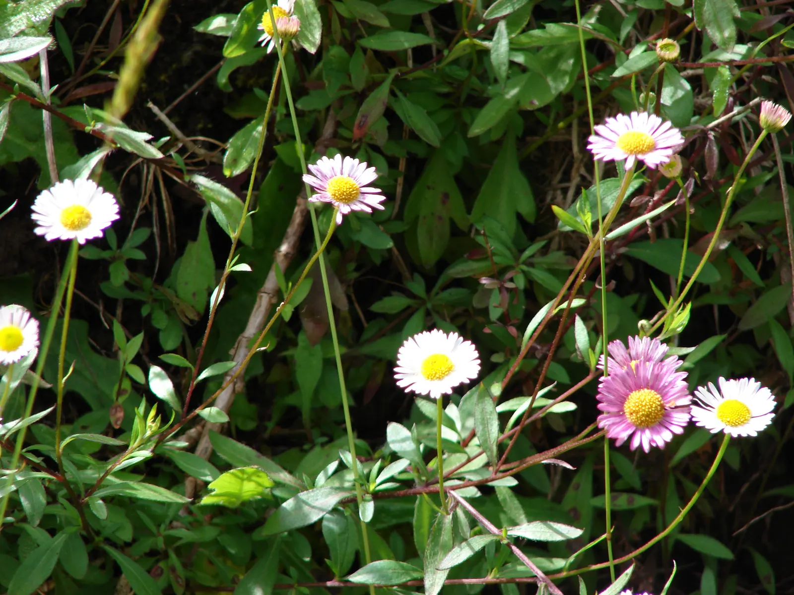 Santa Barbara Daisy, Mexican Daisy (Erigeron Karvinskianus) — the Santa Barbara Daisy thrives in USDA hardiness zones 5 through 11; adorned with, image 70