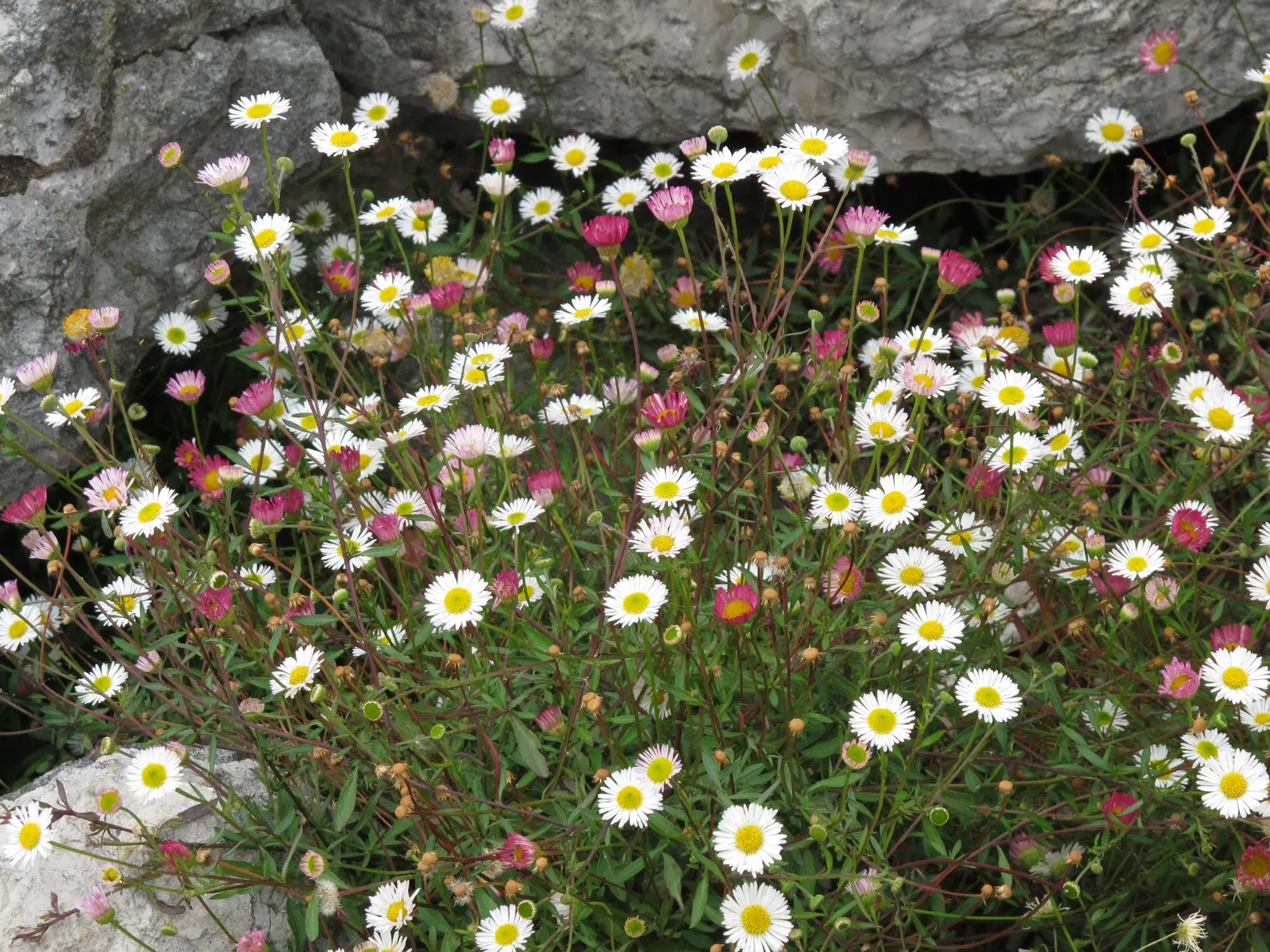 Santa Barbara Daisy, Mexican Daisy (Erigeron Karvinskianus) — commonly called Santa Barbara Daisy or Mexican Daisy; this groundcover is, image 57
