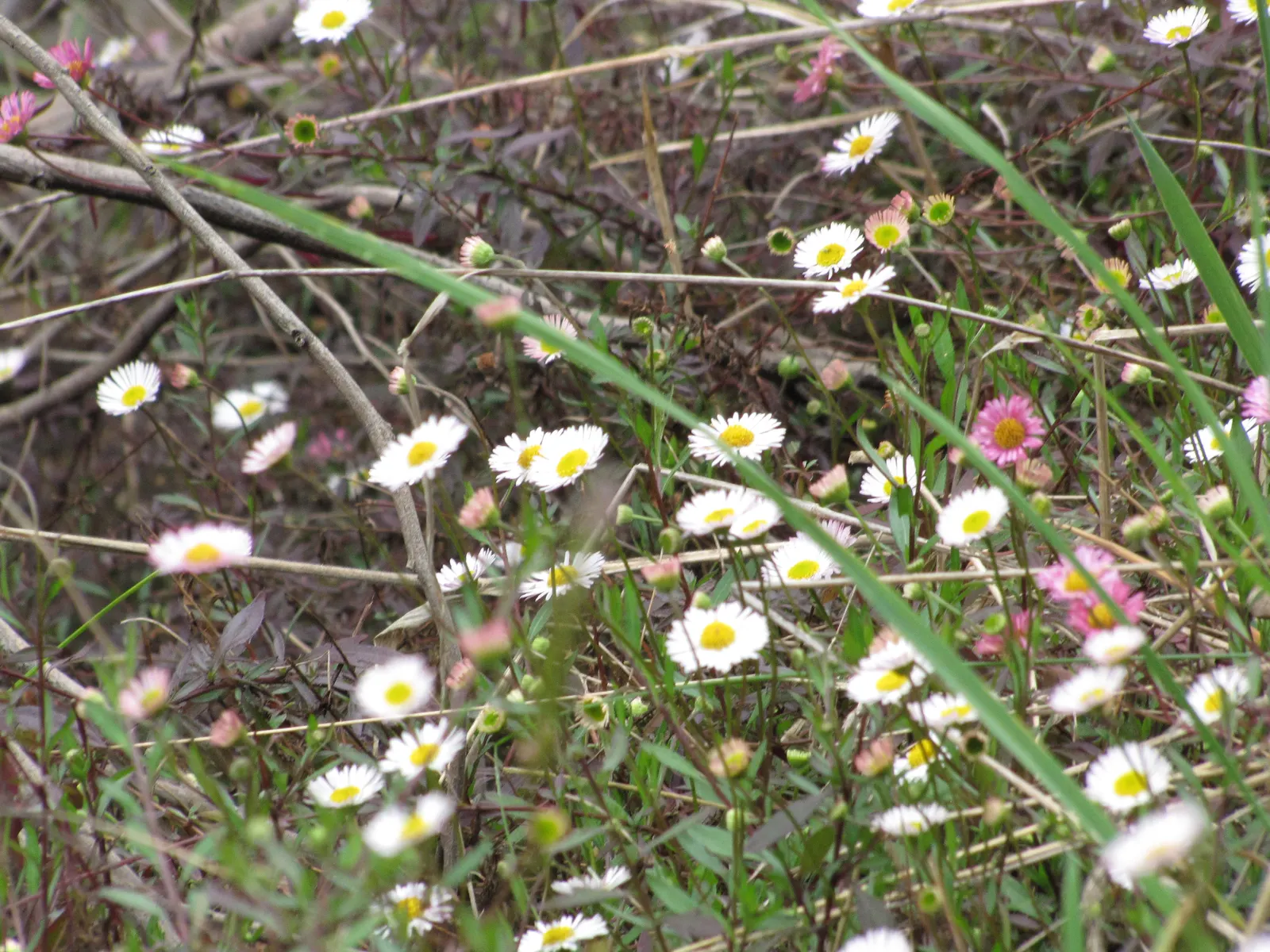 Santa Barbara Daisy, Mexican Daisy (Erigeron Karvinskianus) — measuring just under 1 inch across.<br><br>Resilient and drought-tolerant once, image 69