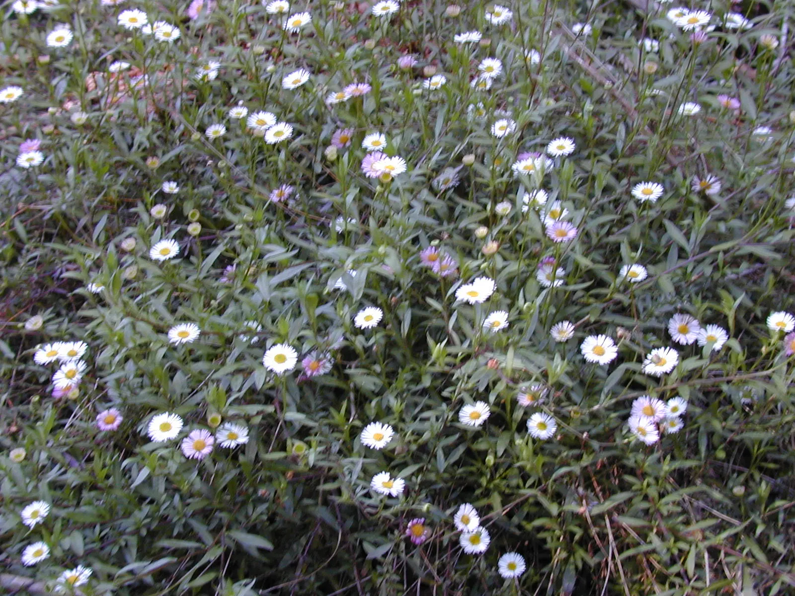 Santa Barbara Daisy, Mexican Daisy (Erigeron Karvinskianus) — ground cover / perennial with multi-colored and pink and white blooms; its spreading habit and