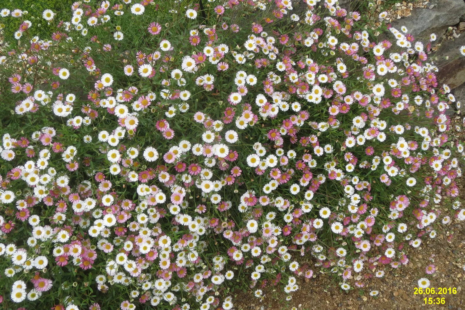 Santa Barbara Daisy, Mexican Daisy (Erigeron Karvinskianus) — This daisy is celebrated for its profuse and seemingly perpetual blooming of small, aster-like