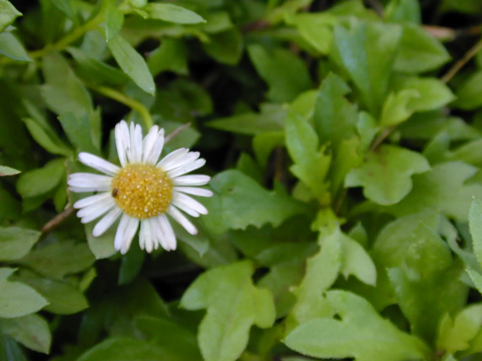 Santa Barbara Daisy, Mexican Daisy (Erigeron Karvinskianus) — This groundcover is drought-tolerant once established and enjoys full sun to partial shade