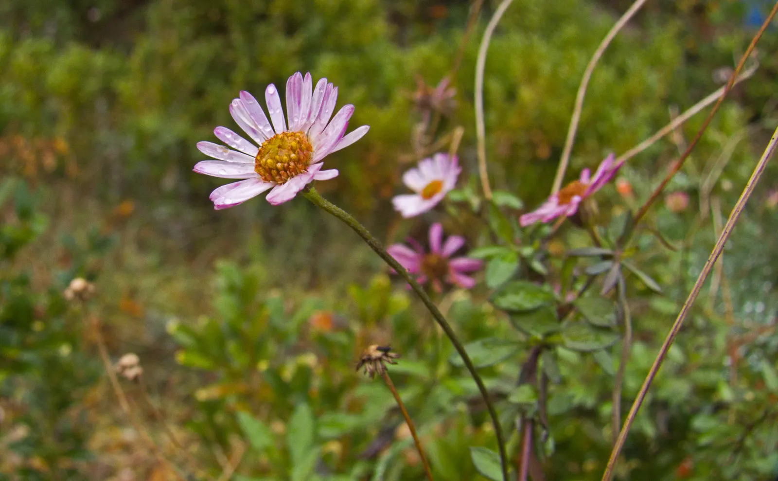 Santa Barbara Daisy, Mexican Daisy (Erigeron Karvinskianus) — is a charming and versatile perennial that brings a delicate yet robust presence to any landscape