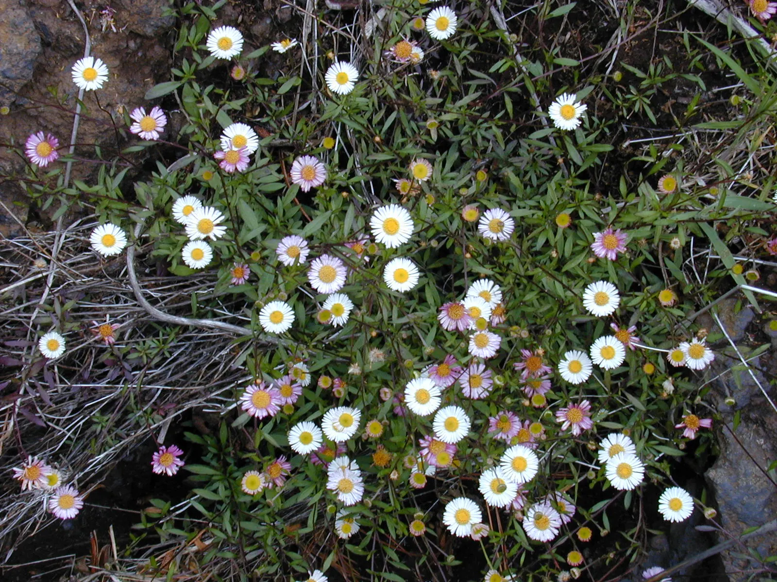 Santa Barbara Daisy, Mexican Daisy (Erigeron Karvinskianus) — is a perennial heralded for its profusion of dainty white to pinkish flowers