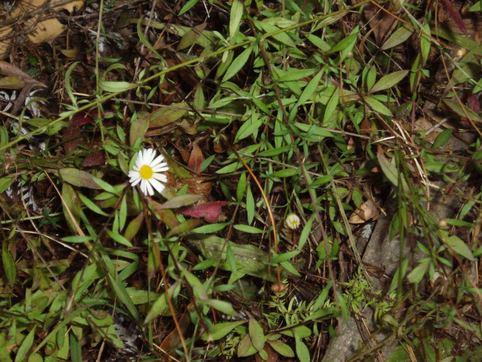Santa Barbara Daisy, Mexican Daisy (Erigeron Karvinskianus) — ground cover / perennial for full or half; ensuring that clients will enjoy a lively and engaging