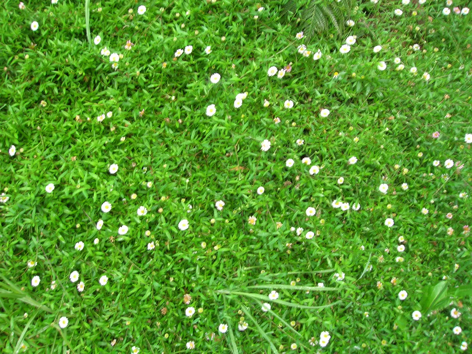 Santa Barbara Daisy, Mexican Daisy (Erigeron Karvinskianus) — it blooms from spring to frost