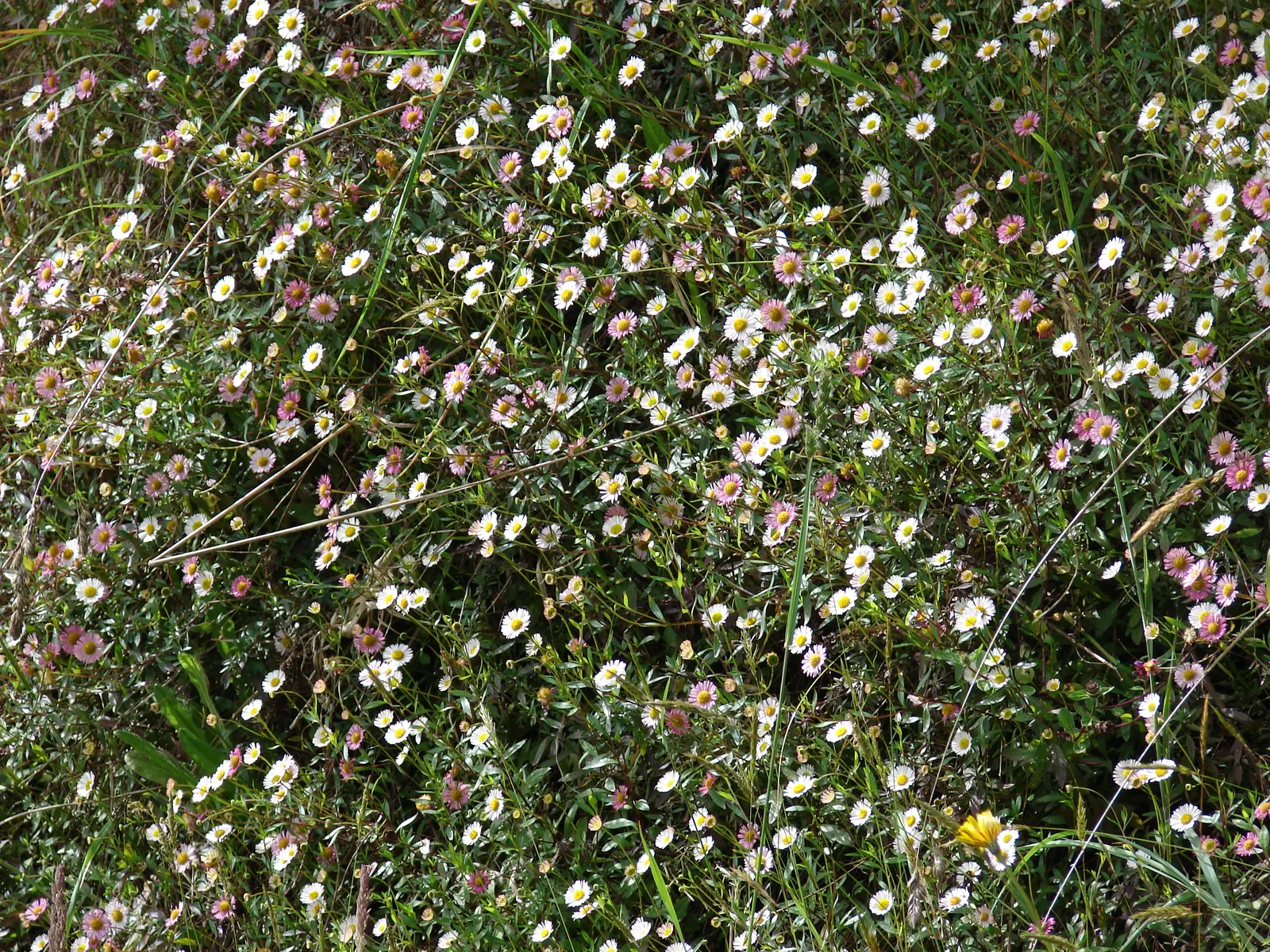 Santa Barbara Daisy, Mexican Daisy (Erigeron Karvinskianus) — commonly called Santa Barbara Daisy or Mexican Daisy