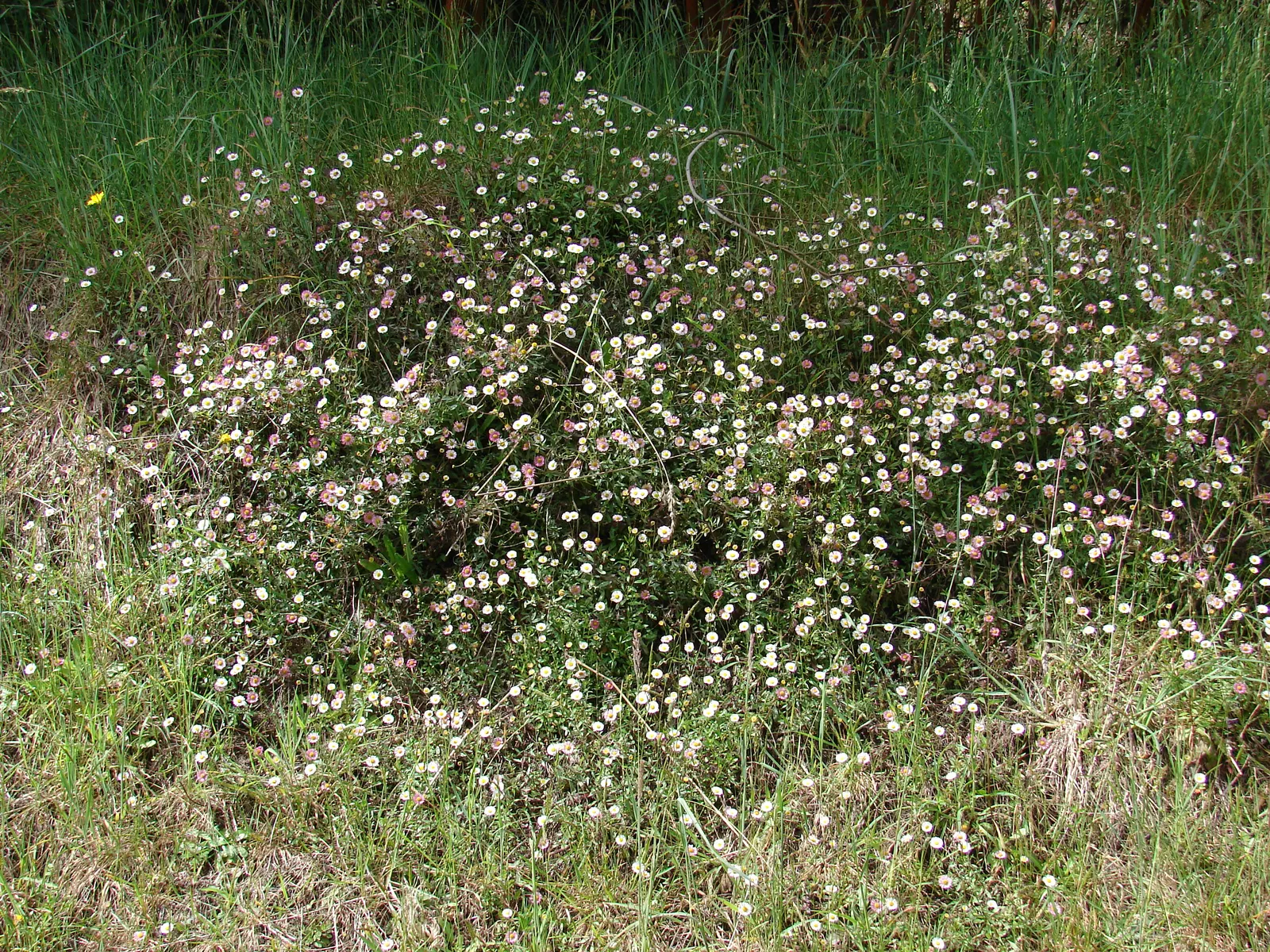 Santa Barbara Daisy, Mexican Daisy (Erigeron Karvinskianus) — and hanging baskets.<br><br>Regular deadheading can promote more abundant flowering; its