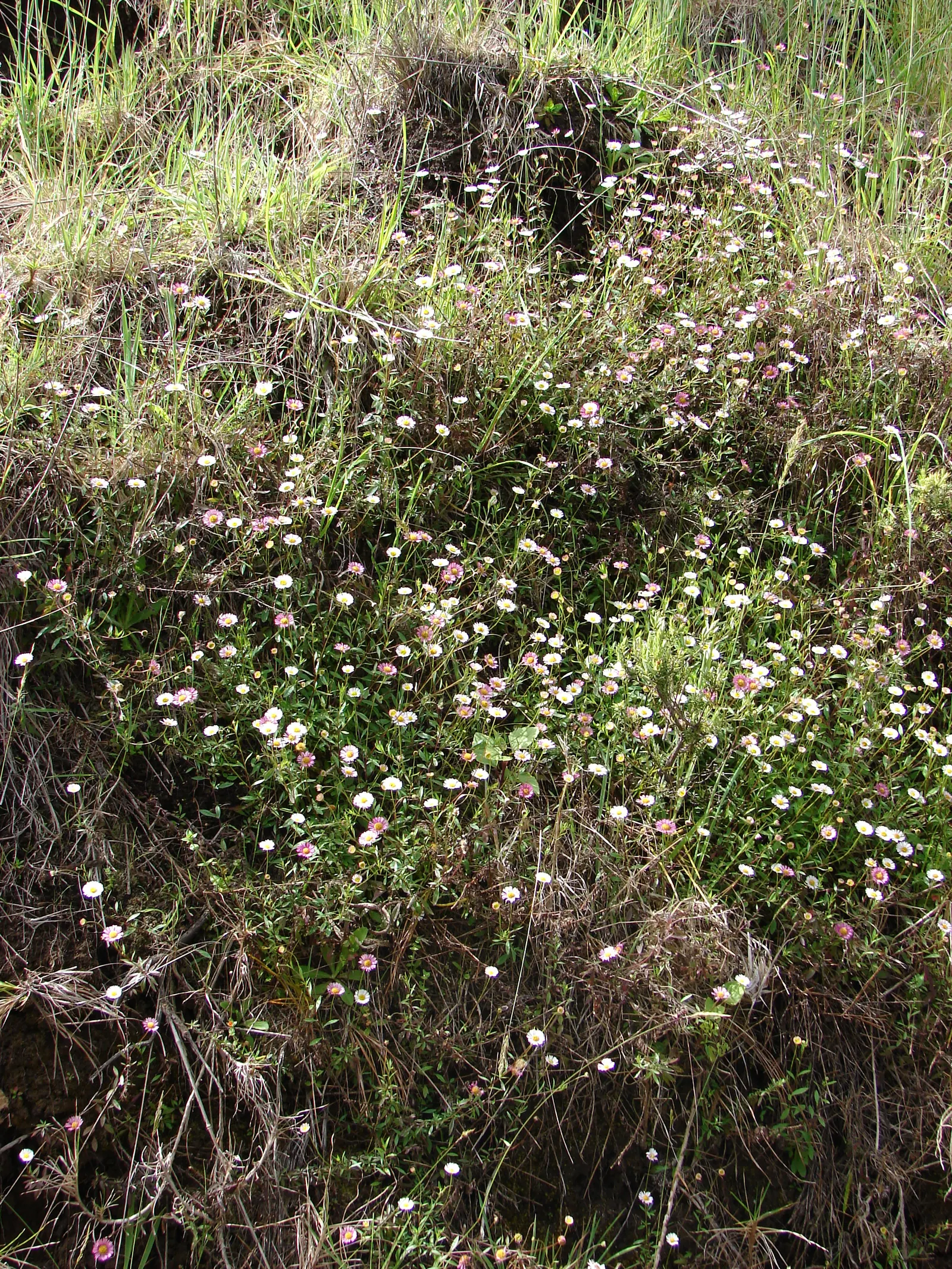Santa Barbara Daisy, Mexican Daisy (Erigeron Karvinskianus) — though not strictly necessary as this plant will readily self-seed