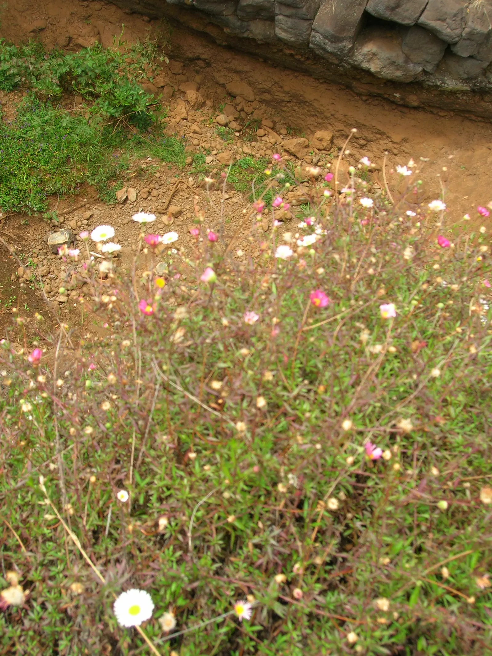 Santa Barbara Daisy, Mexican Daisy (Erigeron Karvinskianus) — and hanging baskets.<br><br>Regular deadheading can promote more abundant flowering