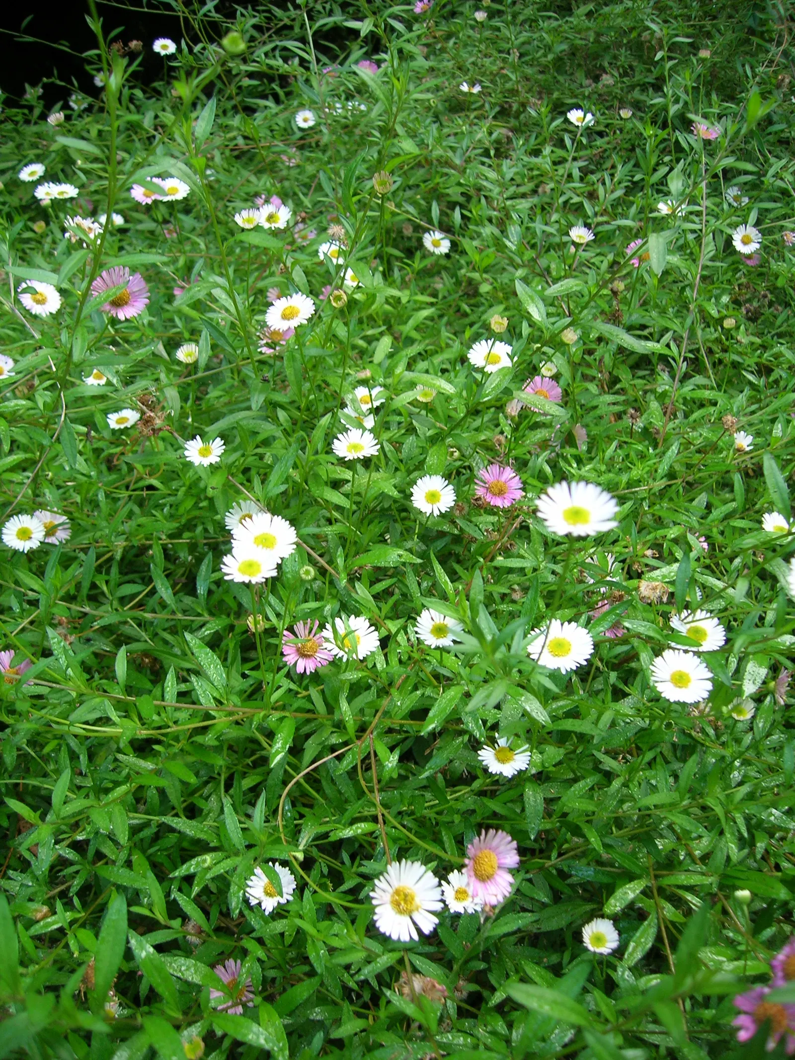 Santa Barbara Daisy, Mexican Daisy (Erigeron Karvinskianus) — commonly referred to as the Santa Barbara Daisy or Mexican Daisy