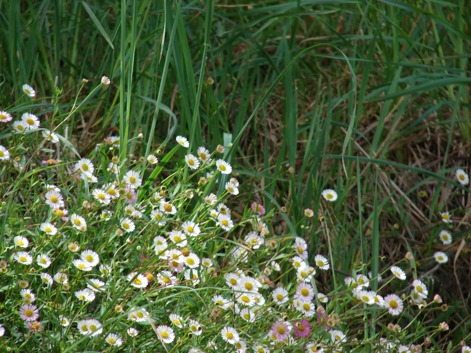 Santa Barbara Daisy, Mexican Daisy (Erigeron Karvinskianus) — the Santa Barbara Daisy thrives in USDA hardiness zones 5 through 11