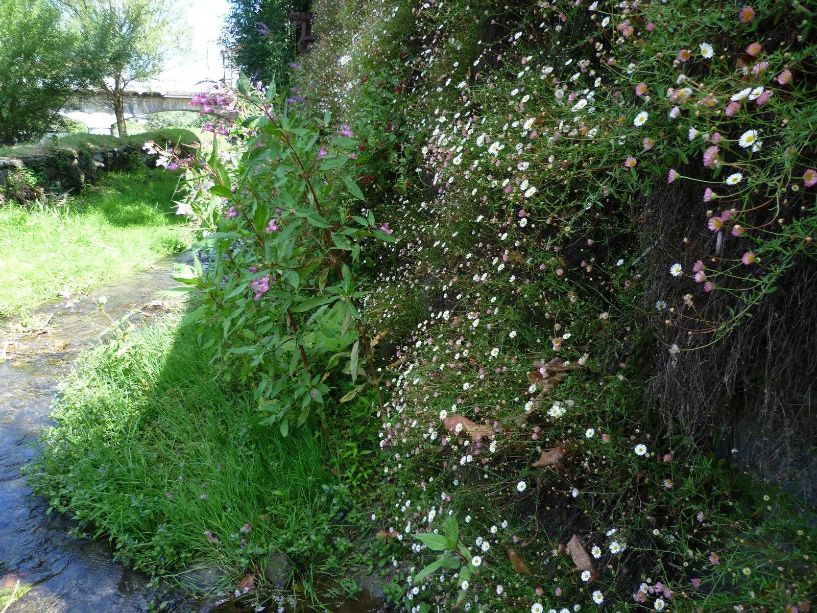 Santa Barbara Daisy, Mexican Daisy (Erigeron Karvinskianus) — with a spread of 18 to 36 inches; this groundcover is drought-tolerant once established and