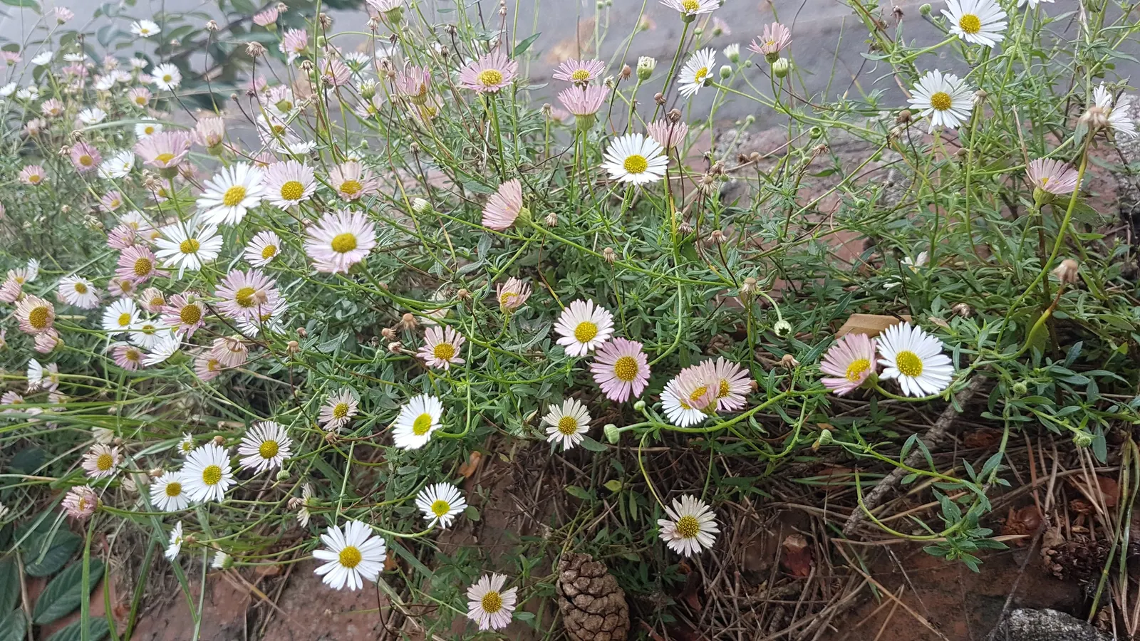 Santa Barbara Daisy, Mexican Daisy (Erigeron Karvinskianus) — This groundcover is drought-tolerant once established and enjoys full sun to partial, image 60