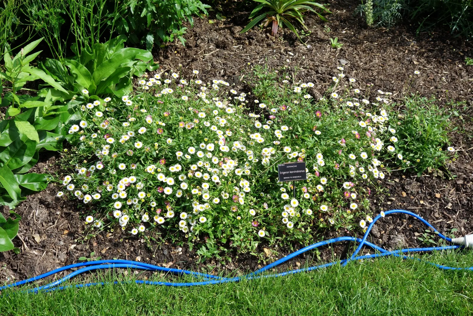 Santa Barbara Daisy, Mexican Daisy (Erigeron Karvinskianus) — commonly referred to as the Santa Barbara Daisy or Mexican Daisy; ensuring that, image 64